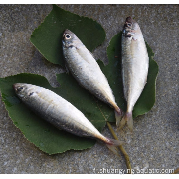Nouvelle saison BQF Horse Mackerel Trachurus japonicus Fish